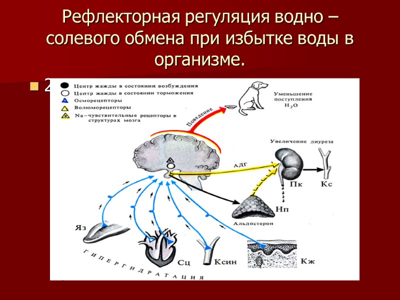 Рефлекторная регуляция водно – солевого обмена при избытке воды в организме. 2